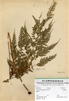 藏品(大膜蓋蕨)的圖片